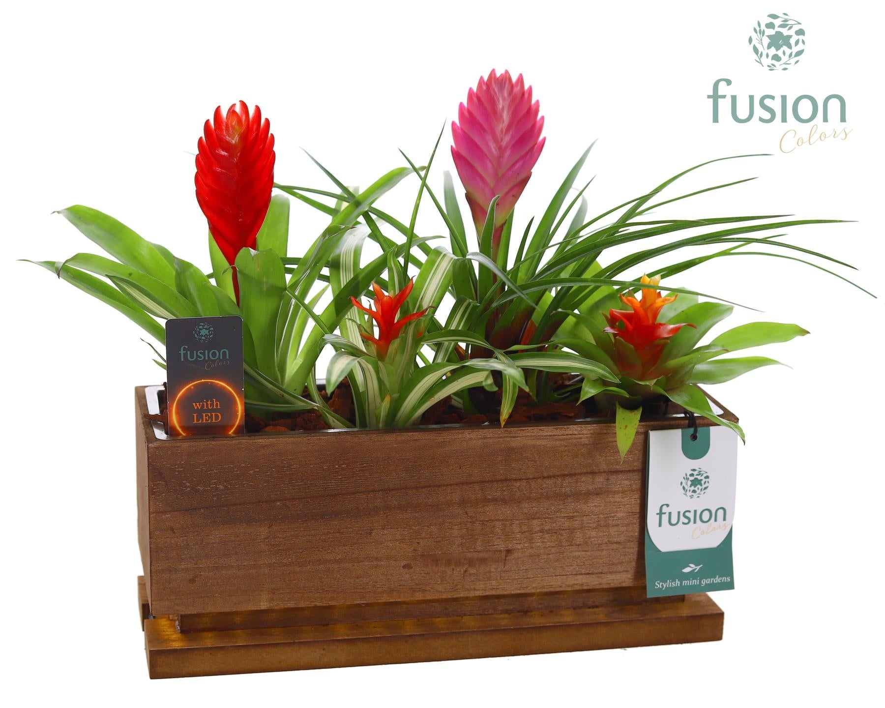 arr. Bromelia 25cm 29cm Pot