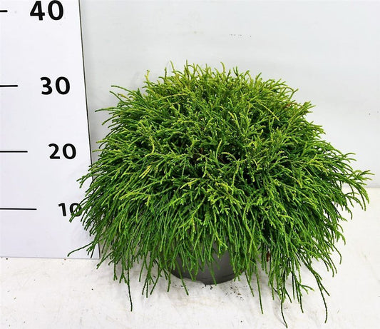 Chamaecyparis Sungold 40cm 23cm Pot