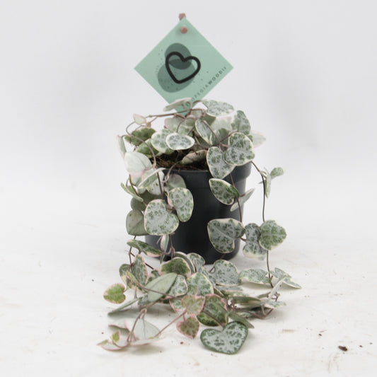 Zeur Niet, kwekerij Ceropegia woodii variegated Pack of 20