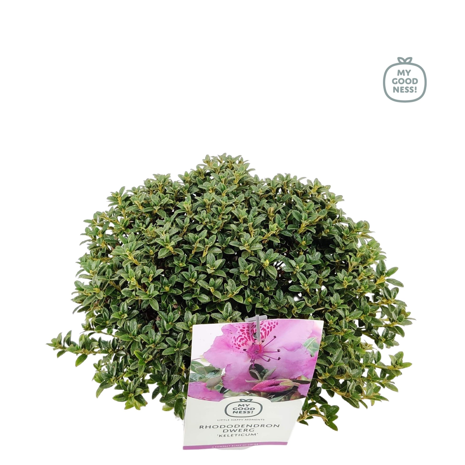 Leybaert BVBA Rhododendron cal. subsp. keleticum Pack of 6