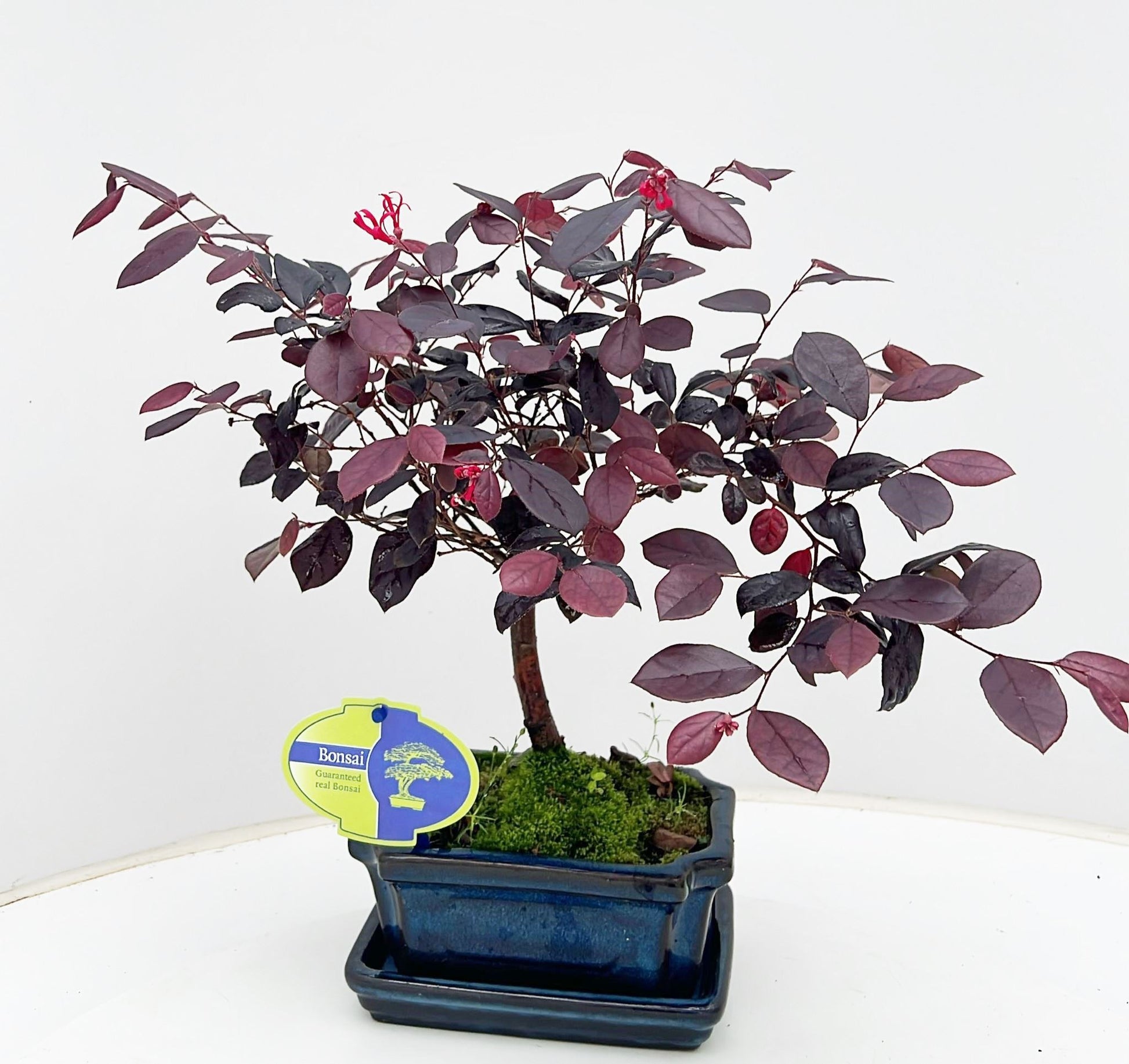 Lodder Bonsai BV Loropetalum chinense Pack of 10