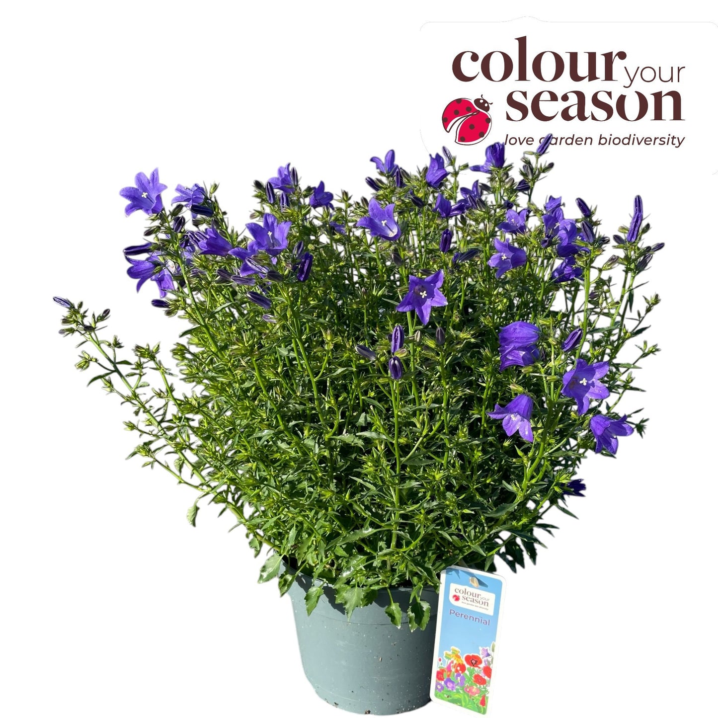 Campanula 45cm 19cm Pot