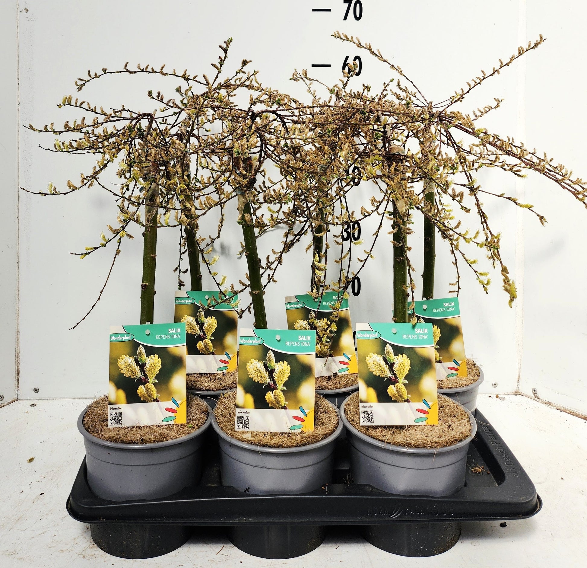 Salix repens Iona 50cm 17cm Pot