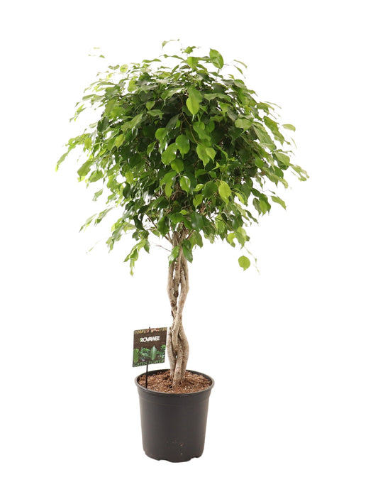Ficus benj. Exotica 120cm 27cm Pot