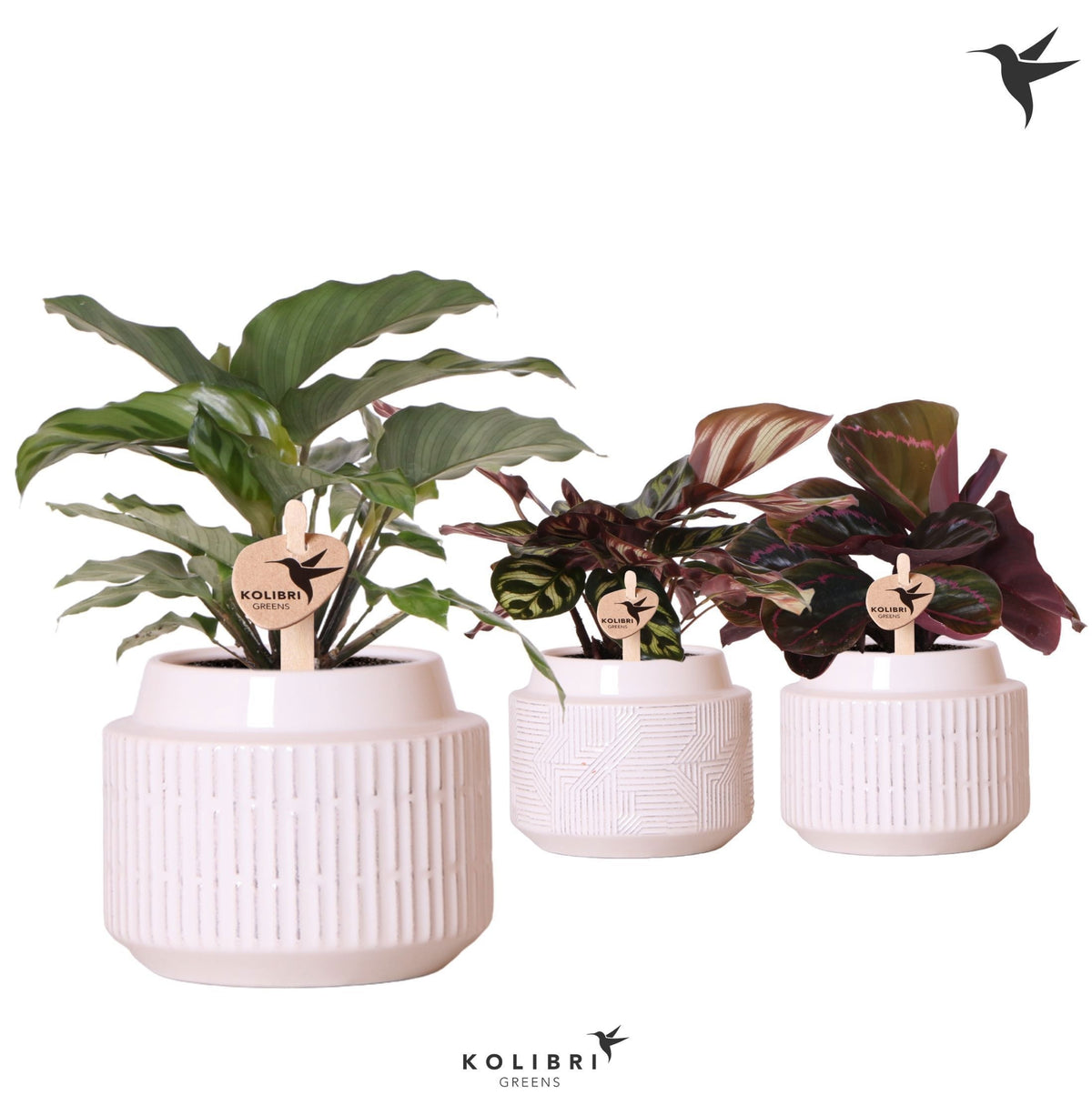 Calathea mix 24cm 9cm Pot