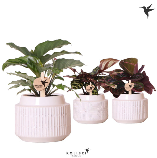 Calathea mix 24cm 9cm Pot
