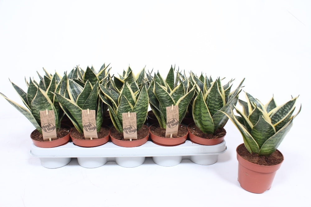 Sansevieria Golden Hahnii 20cm 12cm Pot