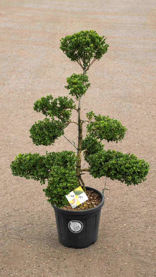 Ilex crenata Dark Green 155cm 32cm Pot