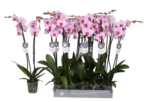 Phalaenopsis Washington 80cm 12cm Pot