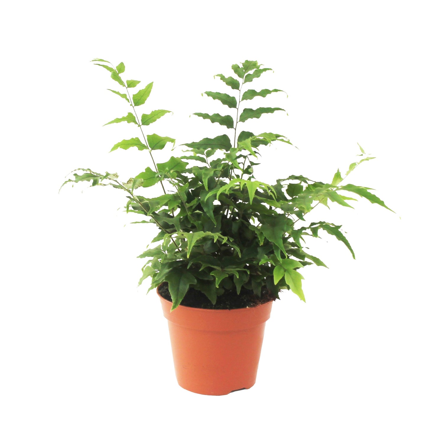 Ruhe Varens BV Cyrtomium fortunei Pack of 6