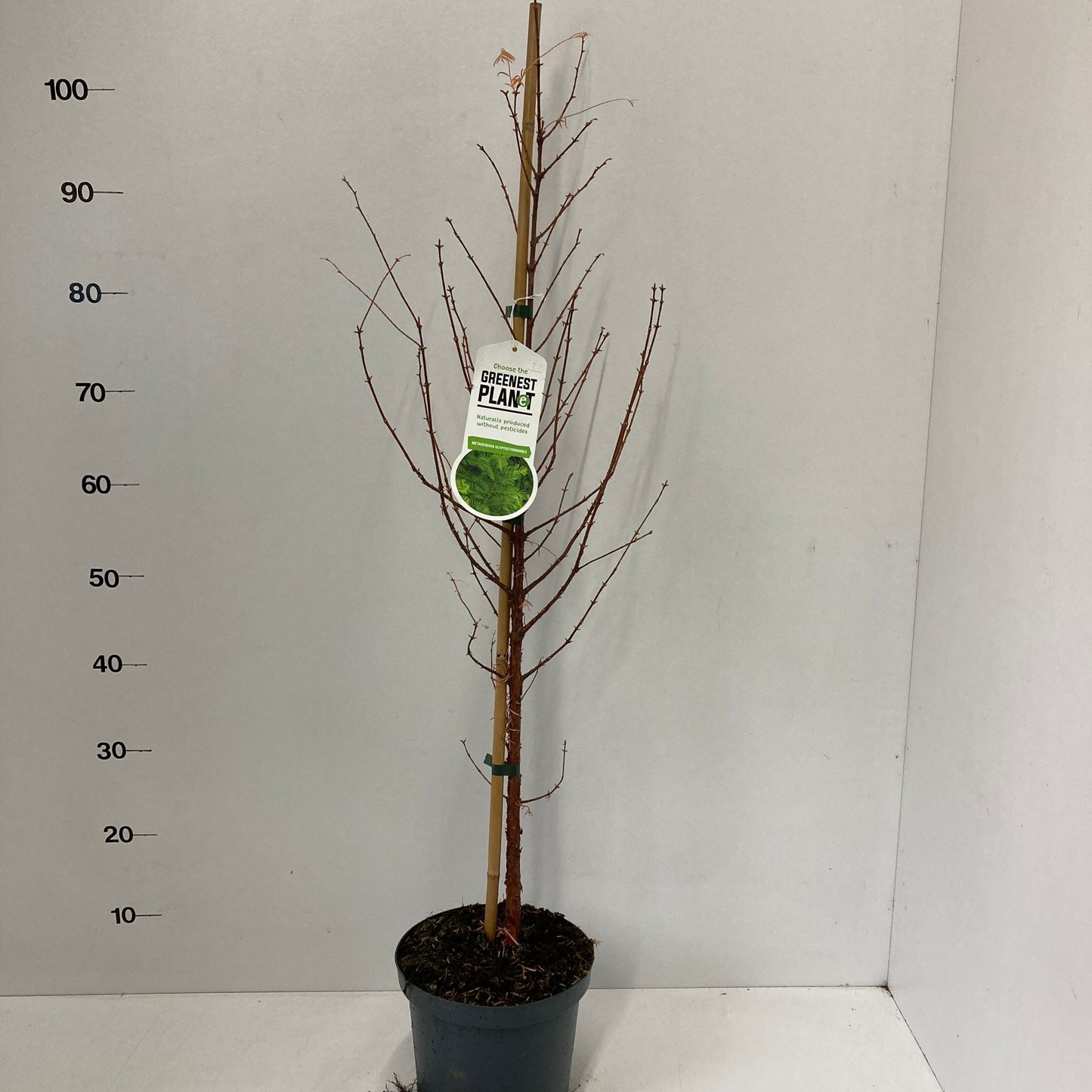 Metasequoia glyptostroboides 100cm 19cm Pot