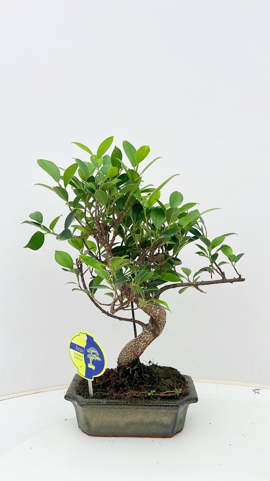 Bonsai Mix 30cm 15cm Pot