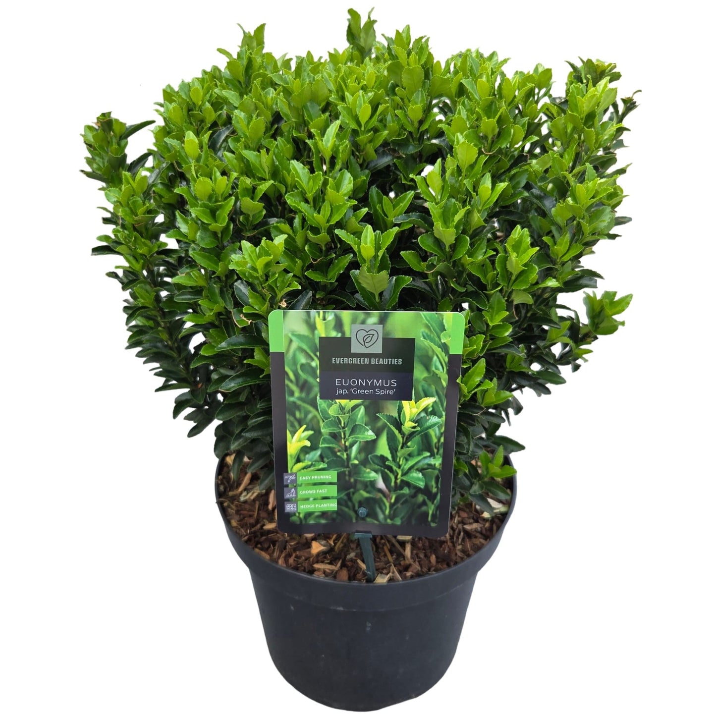 Euonymus Green Spire 55cm 26cm Pot