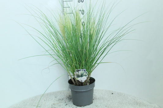 Cortaderia selloana 70cm 23cm Pot