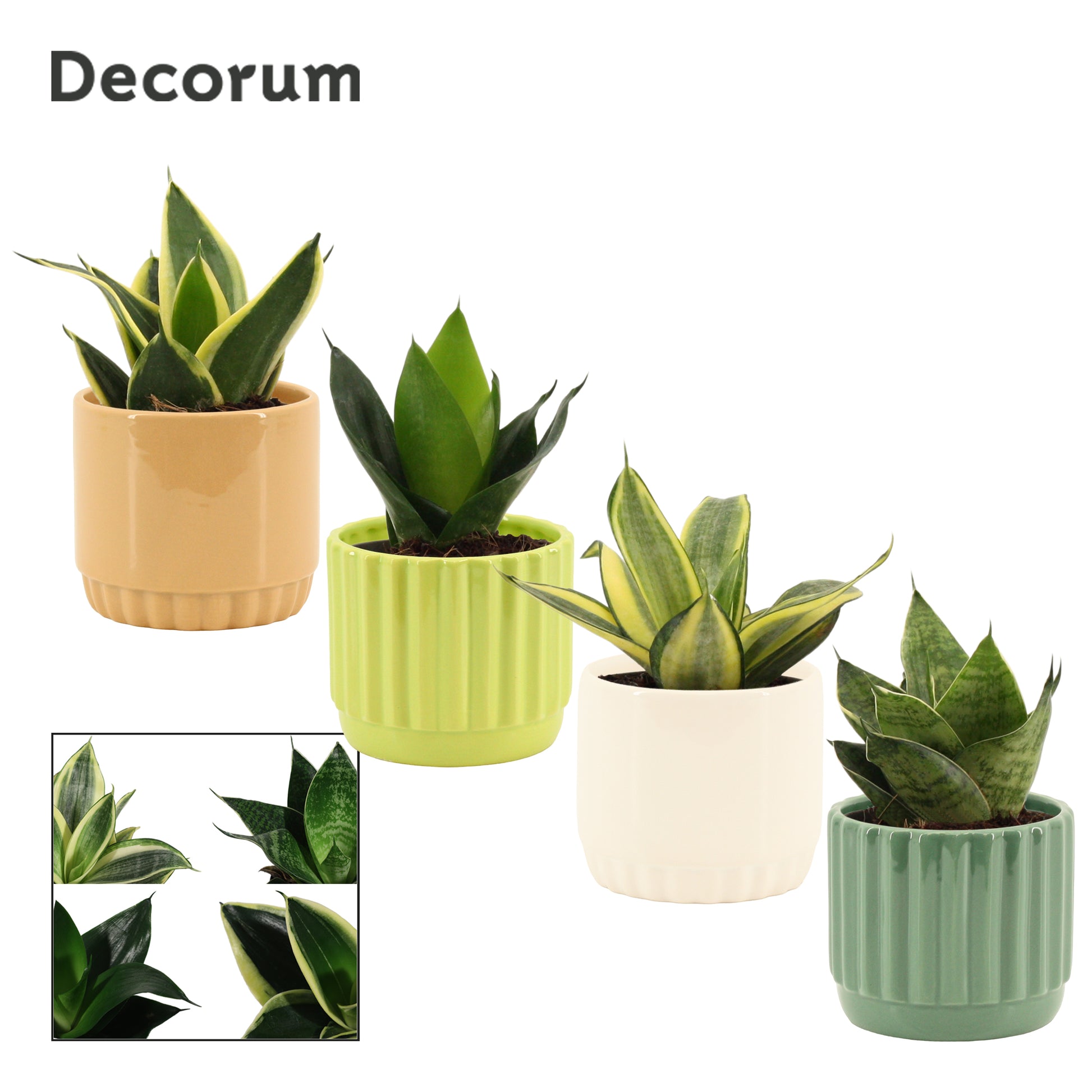 Sansevieria Hahnii 16cm 9cm Pot
