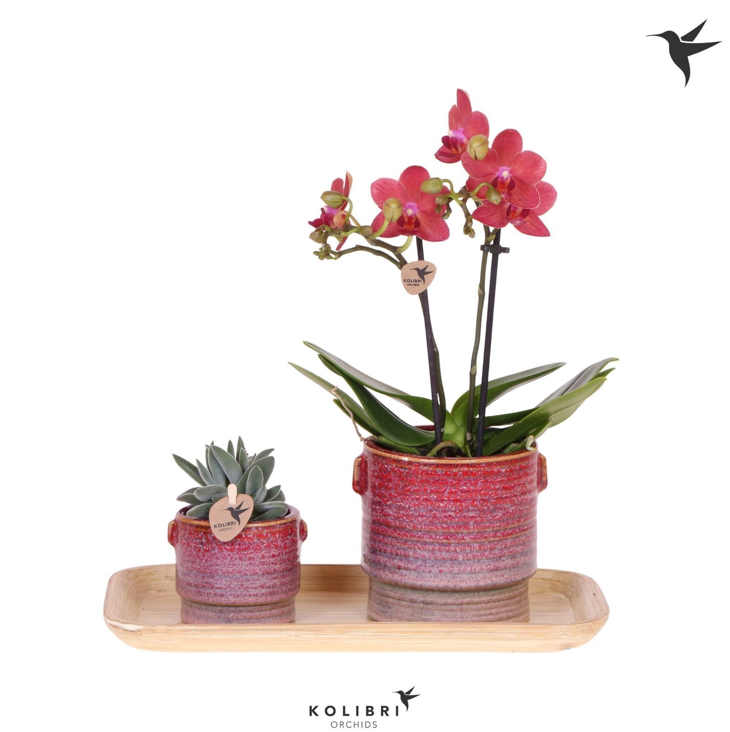 Kolibri Gift Set small Bold Seventies 40cm 18cm Pot
