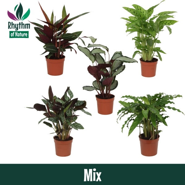 Calathea mix 40cm 12cm Pot