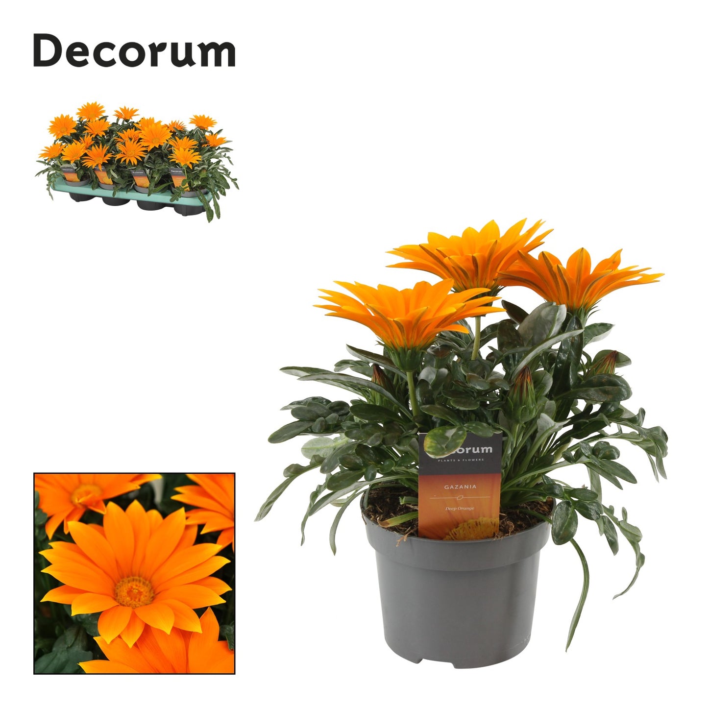 Gazania Giant Deep Orange 25cm 12cm Pot