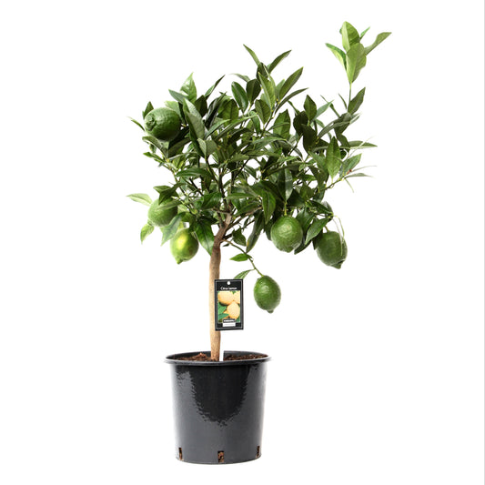 Citrus Lime Green 80cm 22cm Pot