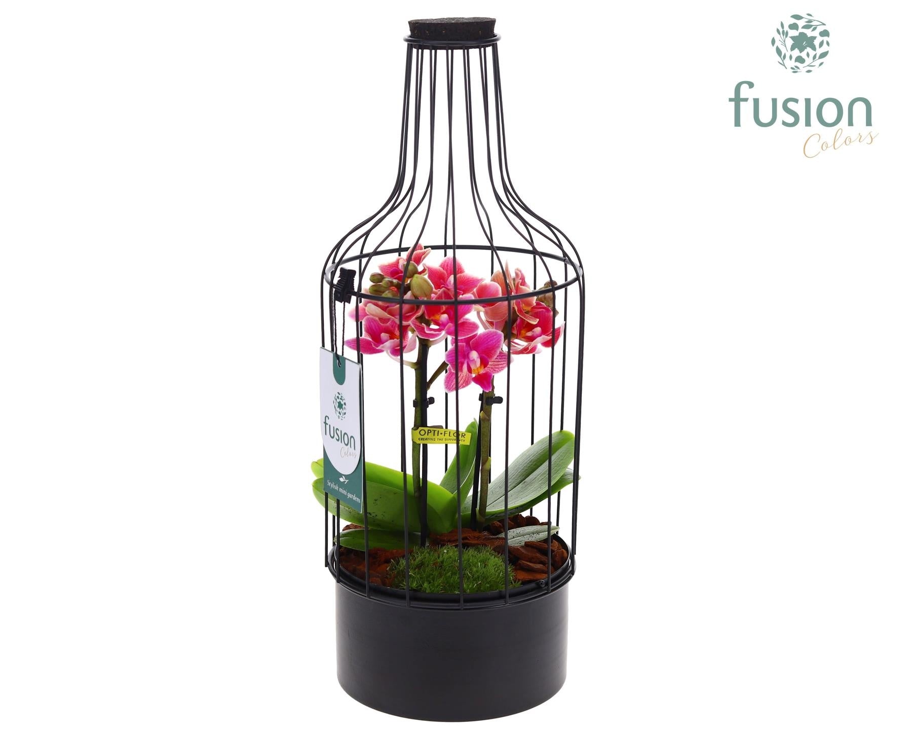 Metaal fles zwart Medium met Phalaenopsis 35cm 15cm Pot