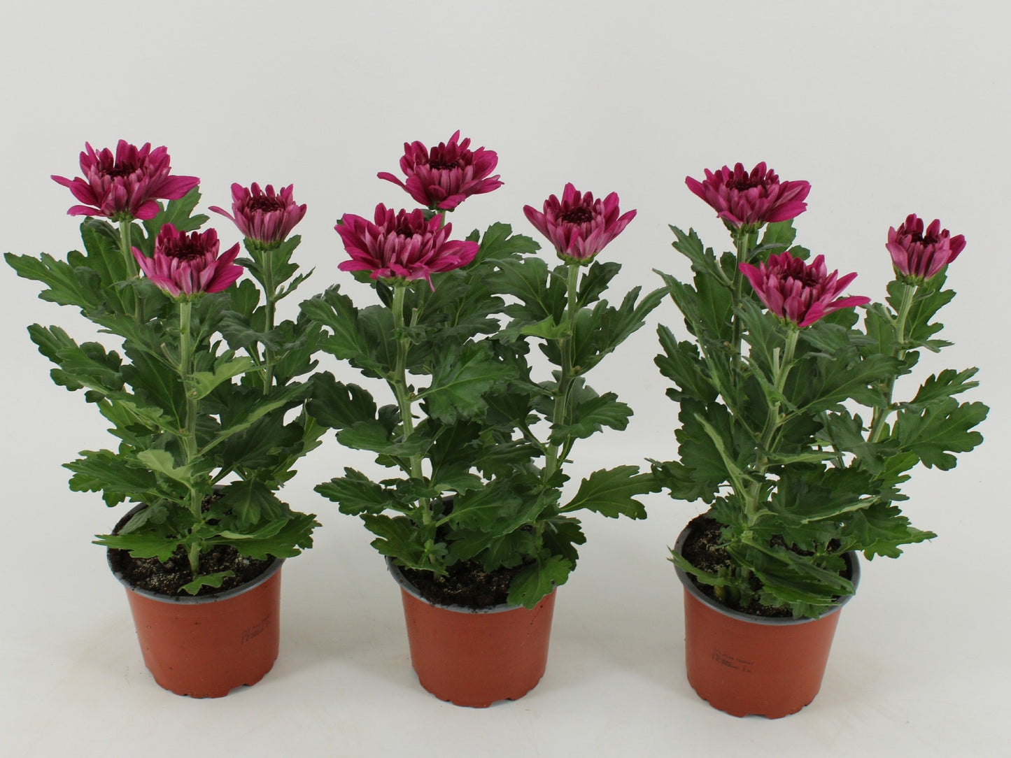 Chrysanthemum Desna 30cm 12cm Pot