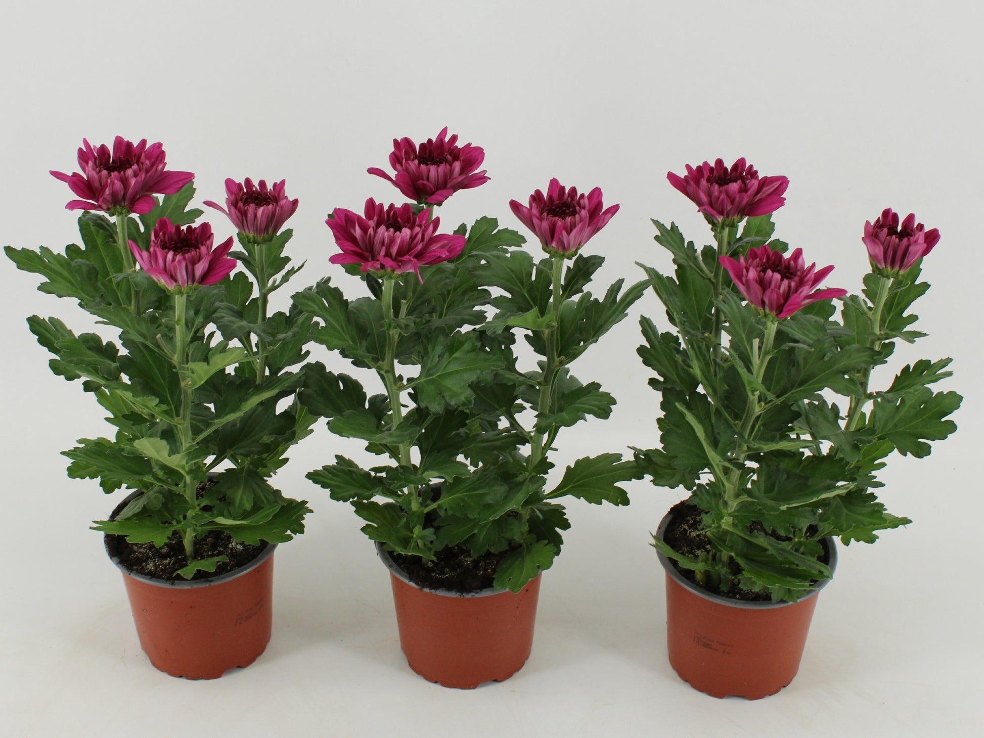 Chrysanthemum Desna 30cm 12cm Pot