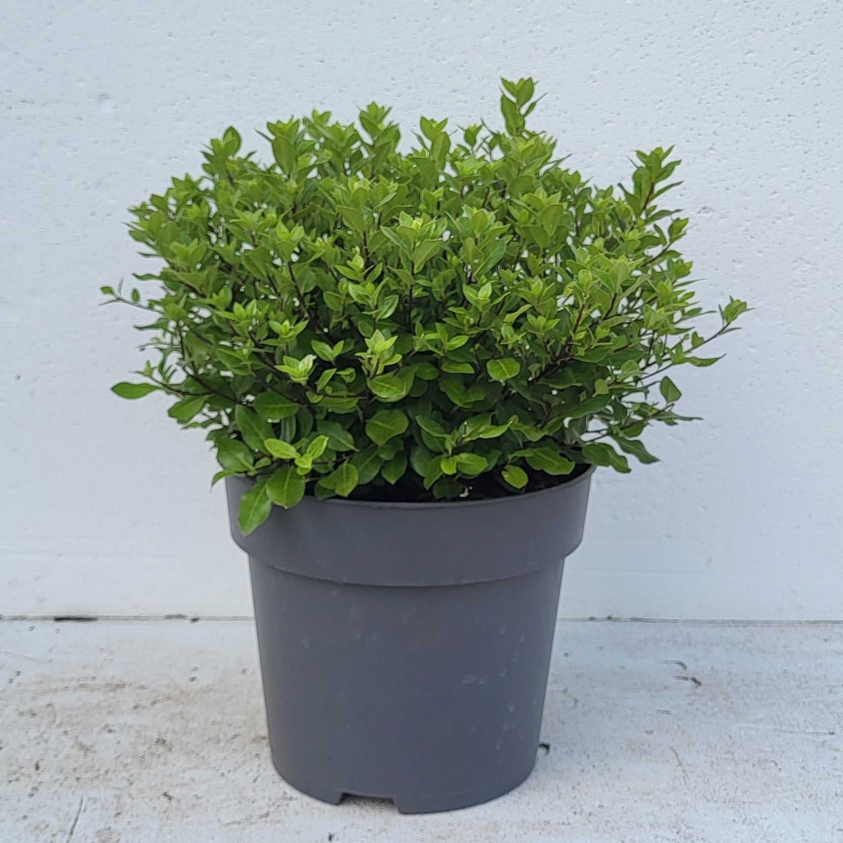 Pittosporum ten. Midget 40cm 23cm Pot