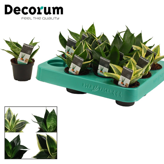 Sansevieria Hahnii mix 14cm 6cm Pot