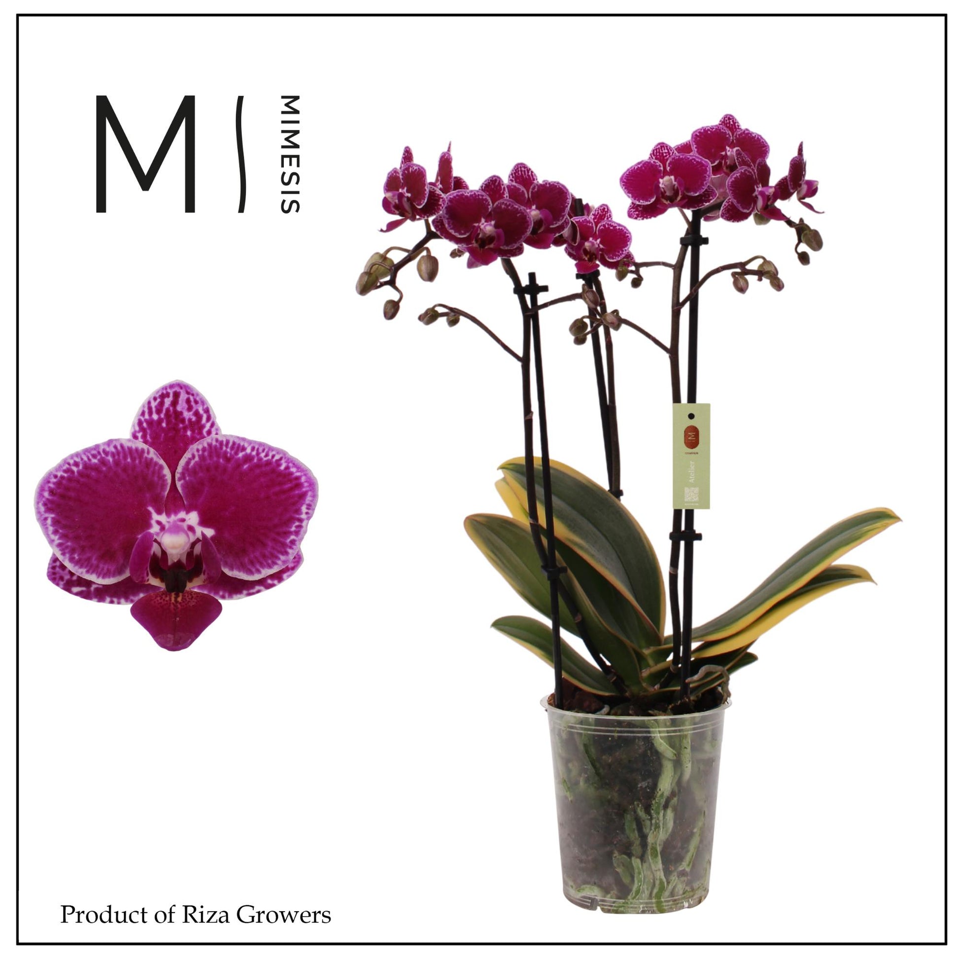 Riza Ter Laak Orchios Phalaenopsis mf. Hornglin Vicky Magic Leaf Pack of 10