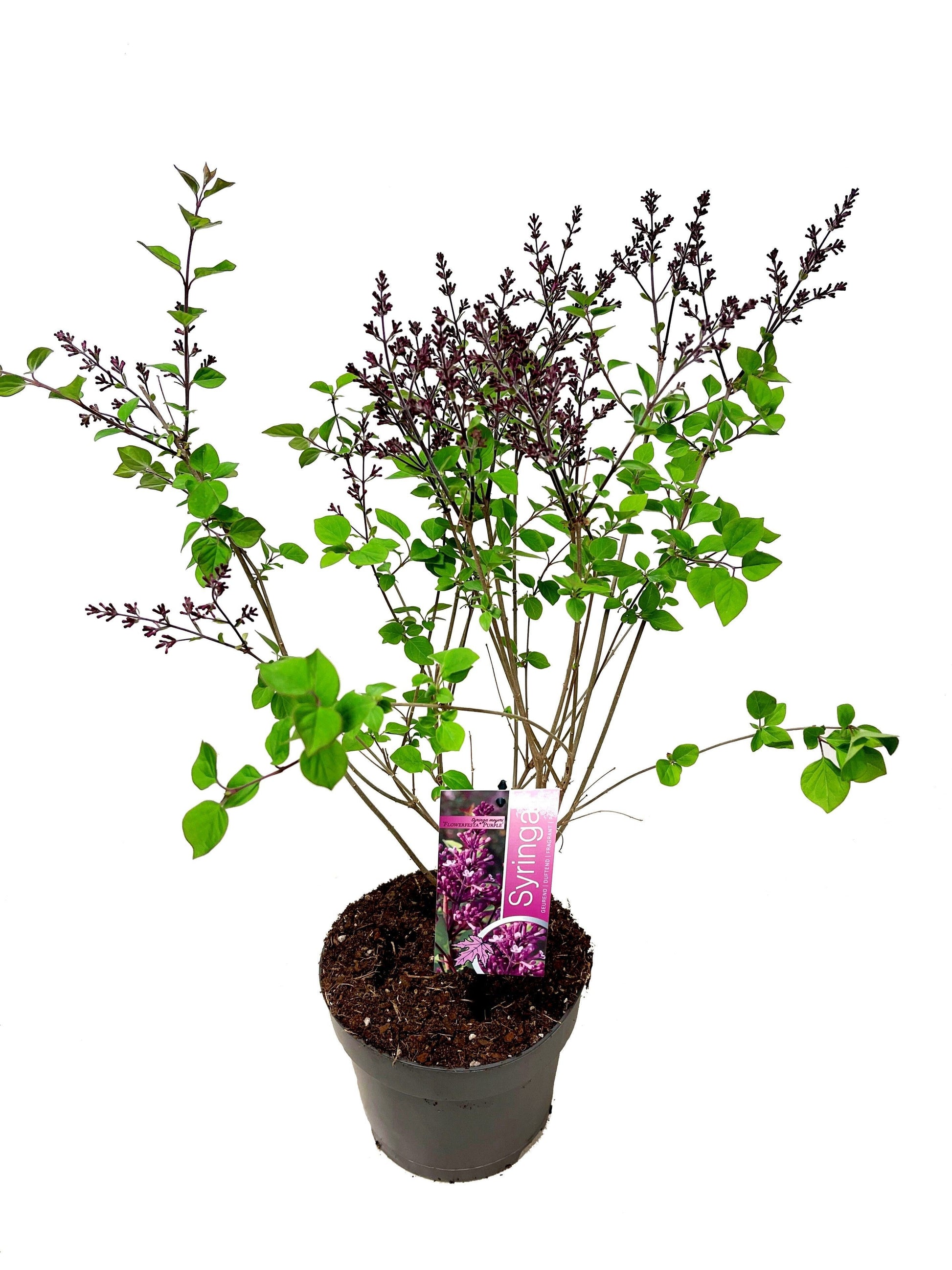 Syringa Hybrid 60cm 19cm Pot