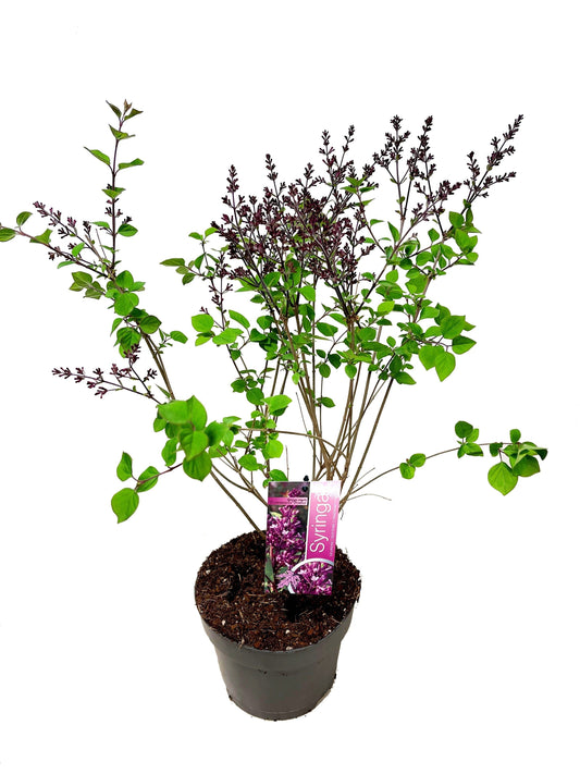 Syringa Hybrid 60cm 19cm Pot