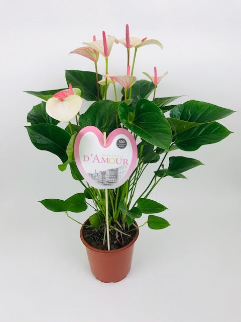 Anthurium Fantasy Love 70cm 21cm Pot
