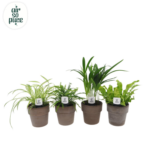 Foliage houseplants mix 25cm 12cm Pot