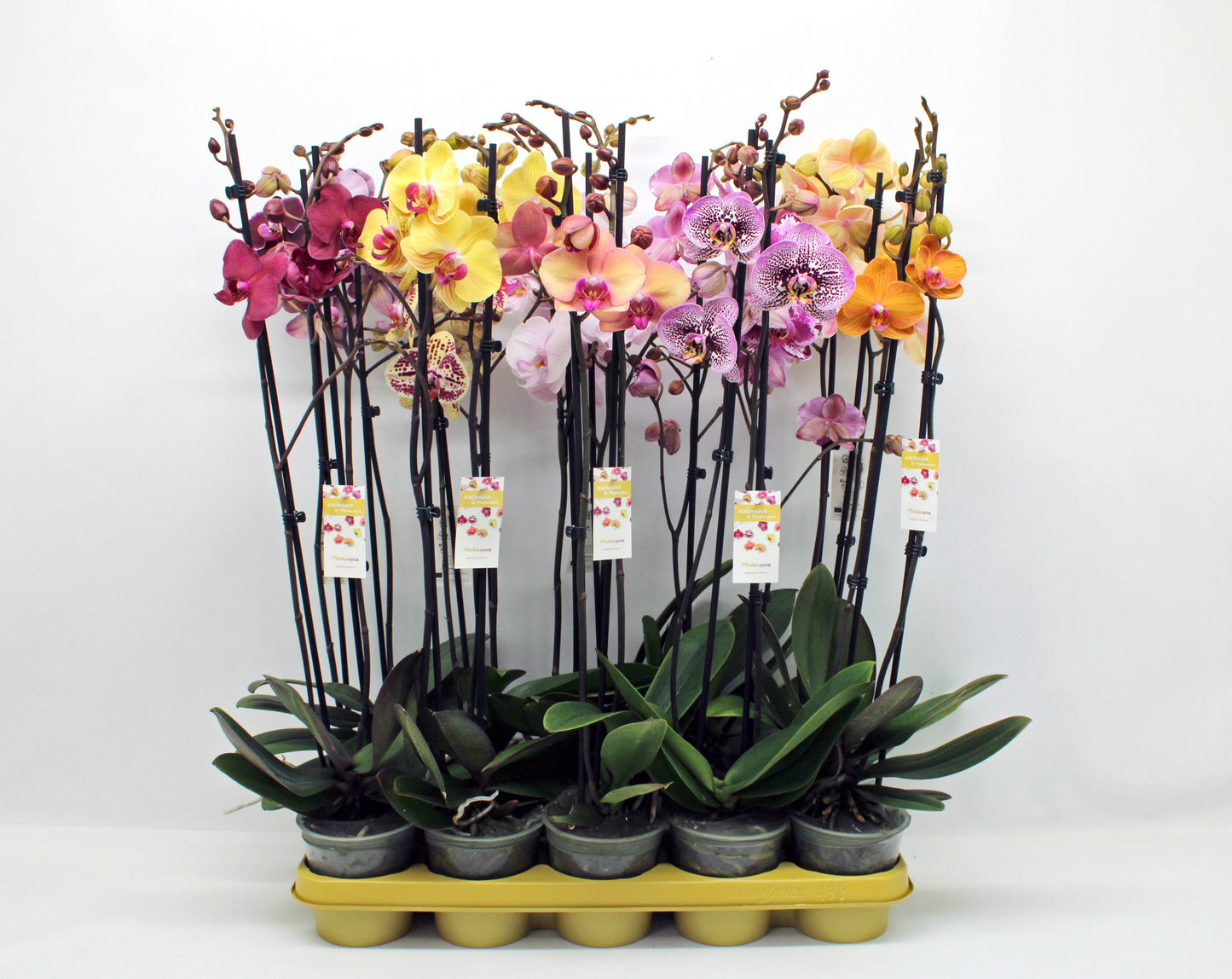 Phalaenopsis mix 65cm 12cm Pot