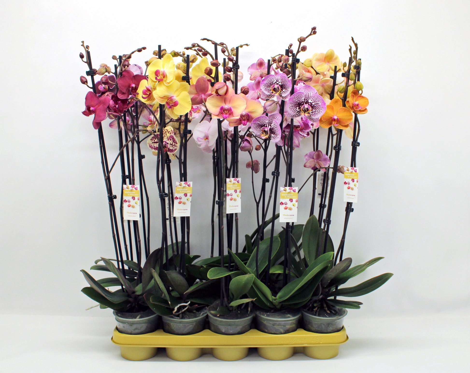 Phalaenopsis mix 65cm 12cm Pot