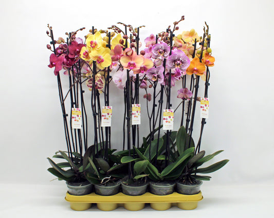 Phalaenopsis mix 65cm 12cm Pot