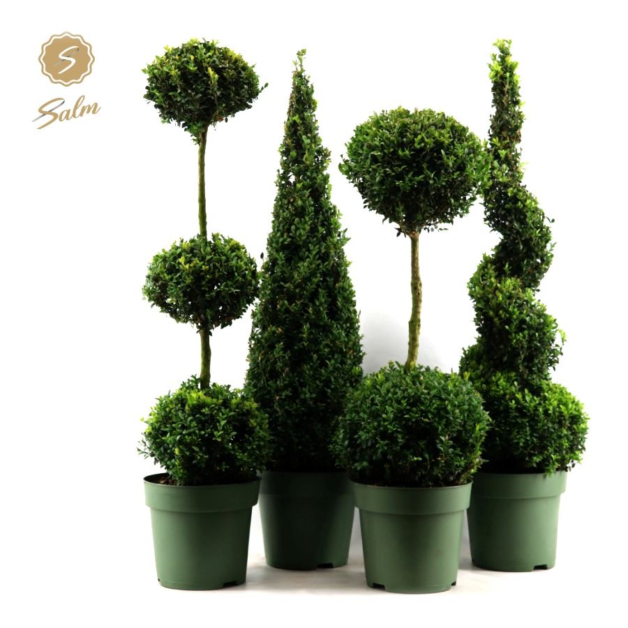 Salm, gebr. van der Buxus sempervirens shapes Pack of 10