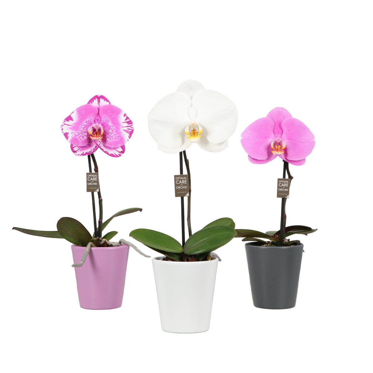 Phalaenopsis mix 40cm 9cm Pot