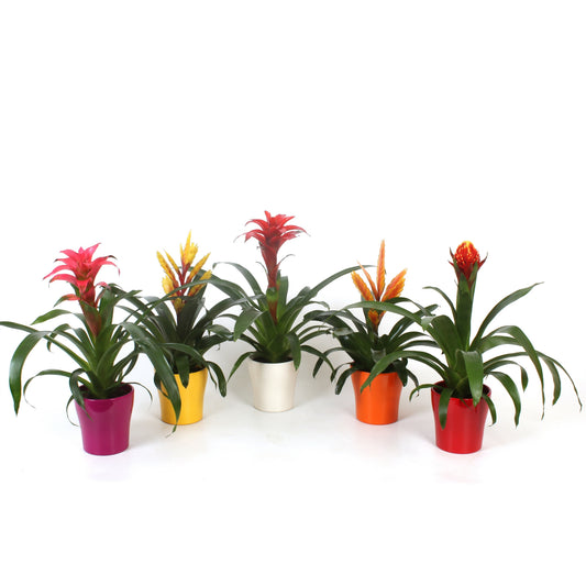 Bromelia mix 35cm 13cm Pot