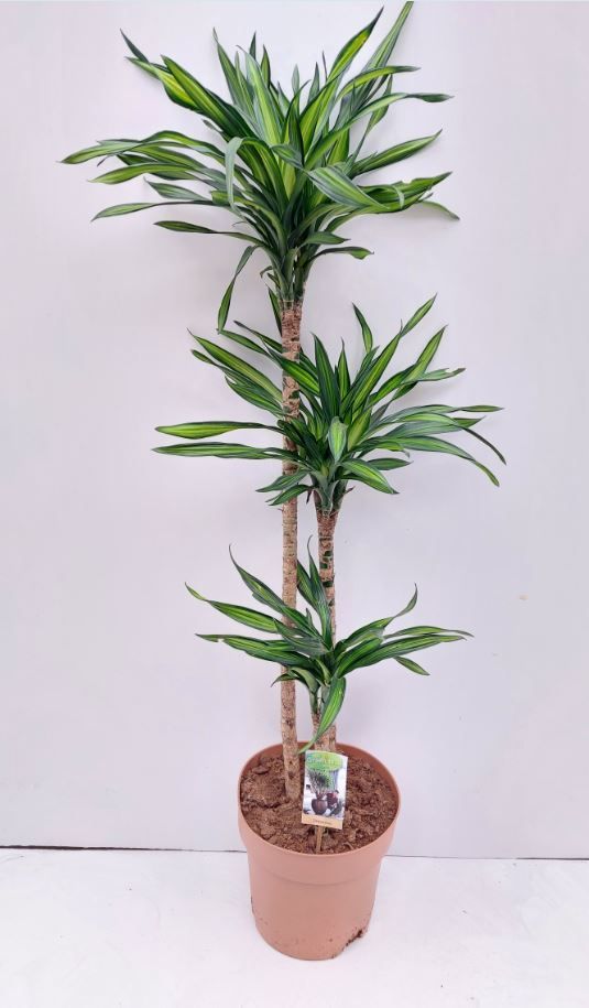 Dracaena frag. Riki 120cm 27cm Pot