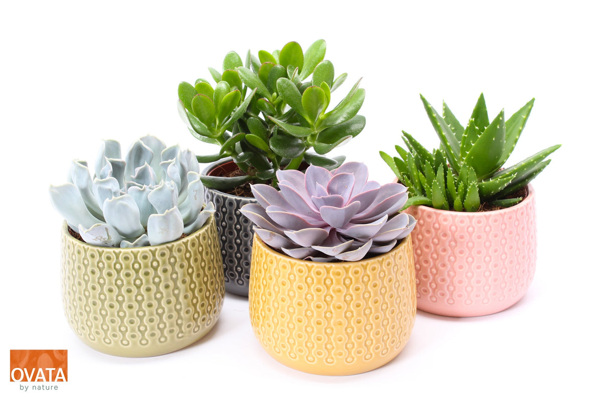 Succulent mix 14cm 15cm Pot