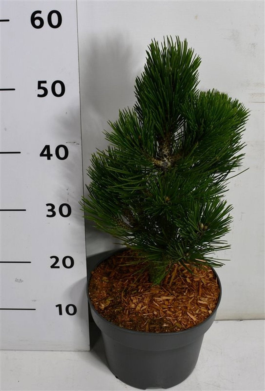 Pinus Compact Gem 55cm 23cm Pot