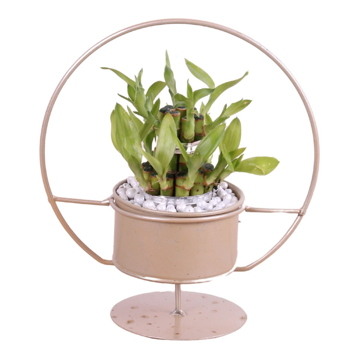 Drac. Lucky Bamboo 28cm 20cm Pot