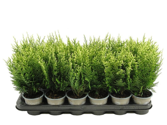 Chamaecyparis White Spot 20cm 9cm Pot