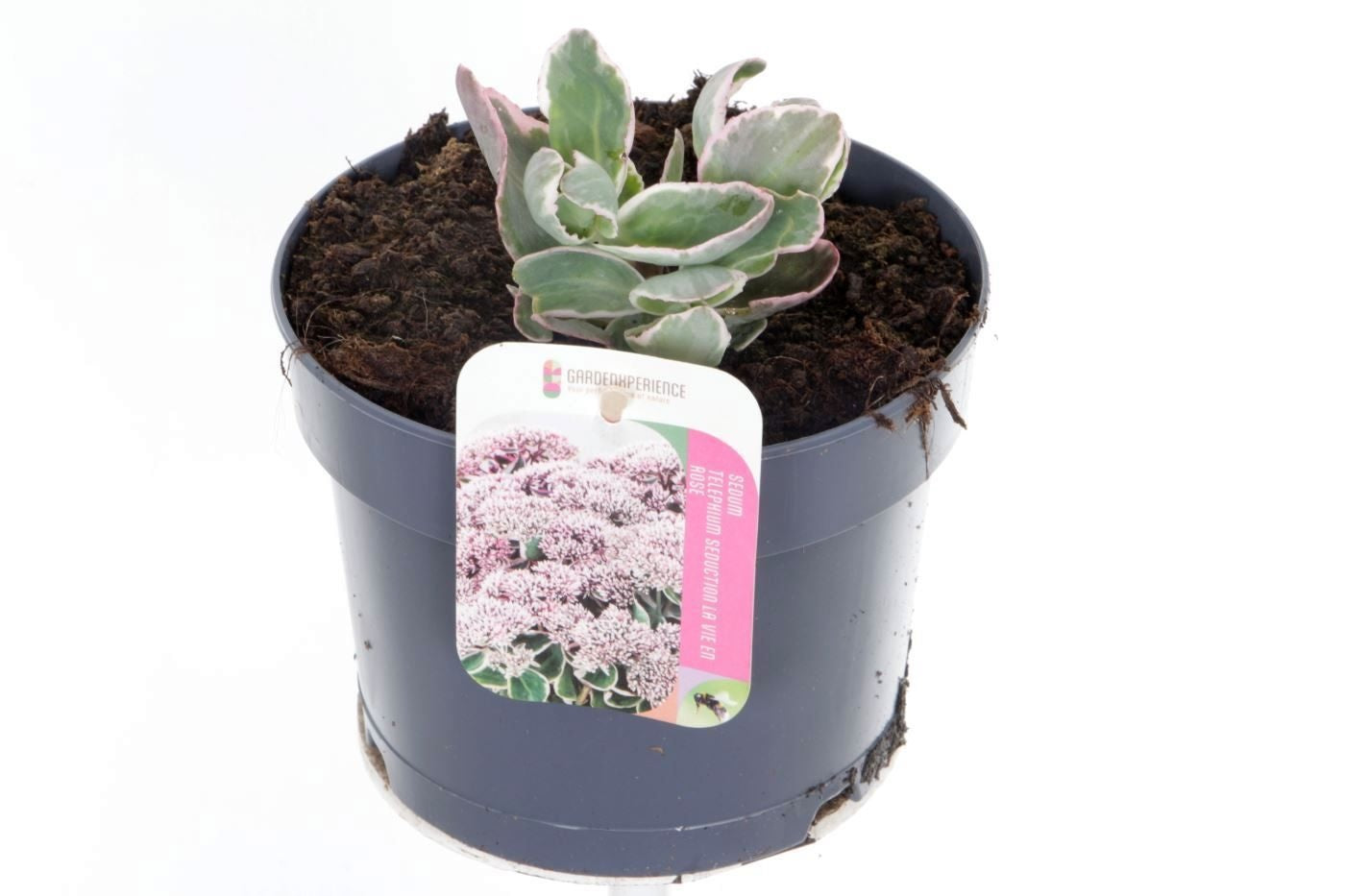 Sedum surrender 20cm 17cm Pot