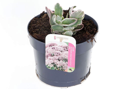 Sedum surrender 20cm 17cm Pot