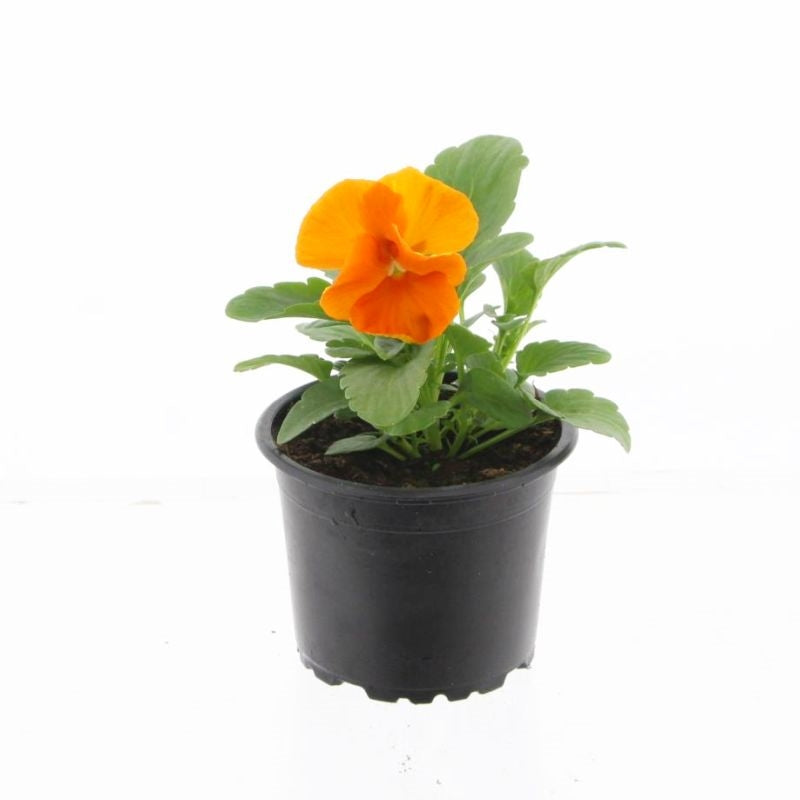 Viola Matrix Orange 15cm 9cm Pot