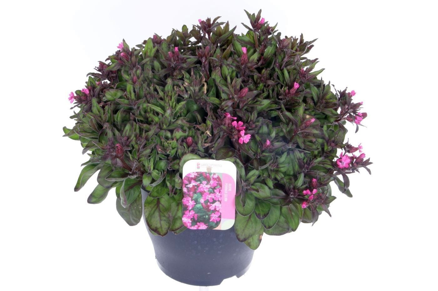 Silene pendula 35cm 23cm Pot