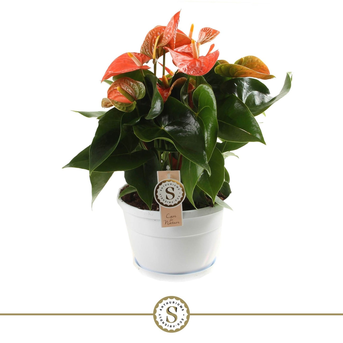Stolk Brothers BV Anthurium Orange Champion Pack of 4