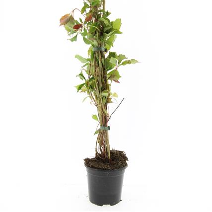 Parthenocissus engelmannii 10cm 14cm Pot